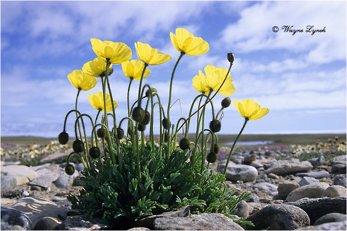 Arctic Poppy 102 by Dr. Wayne Lynch &copy;